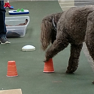 Catawba Valley Obedience Club, Hickory NC